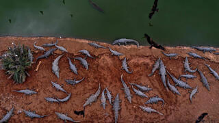 חוות תנינים בפצאל בימים טובים יותר חוות תנינים בפצאל