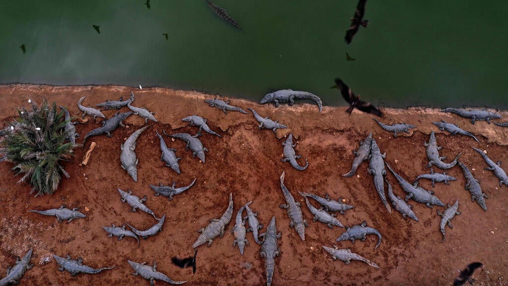 Petza'el Crocodile Farm in the Jordan Valley (Photo: AFP) חוות תנינים בפצאל