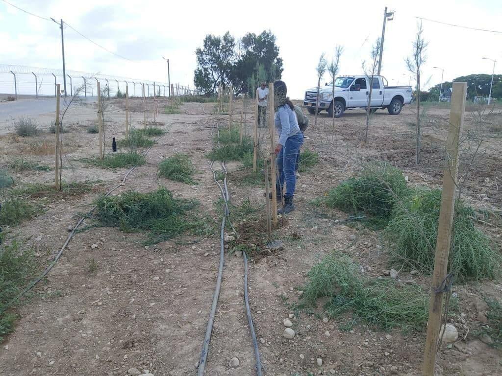נטיעות עצים ביער כיסופים בעוטף עזה