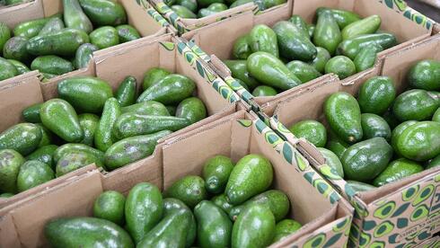Why is our avocado at risk? The story behind the quiet crisis on our ...