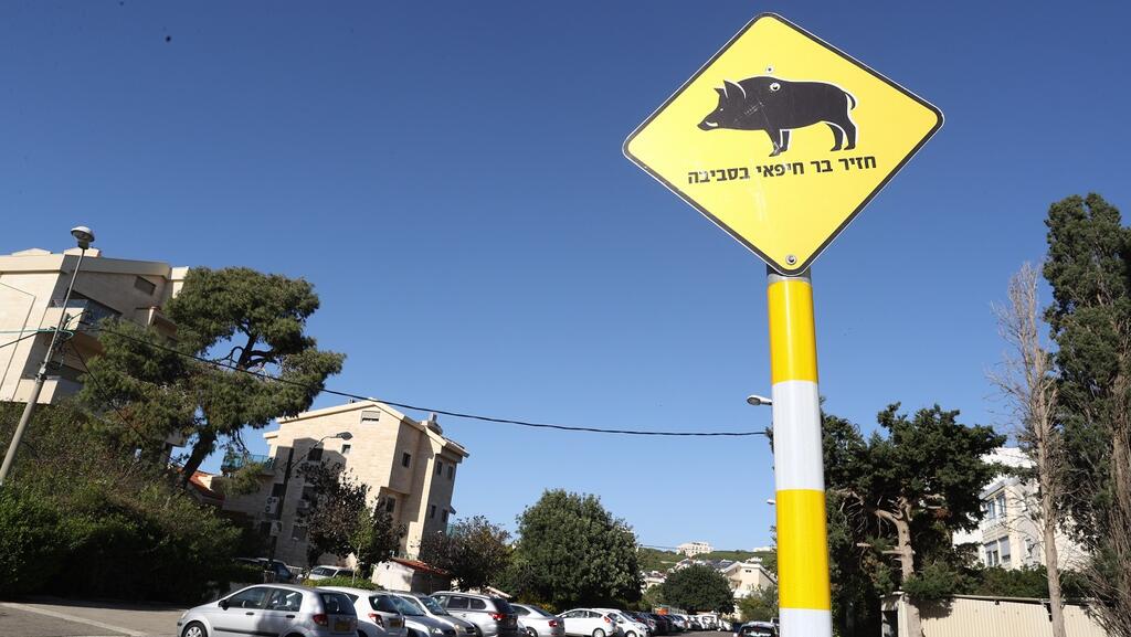 A sign that warns of wild boars presence (Photo: Elad Gershgoren) שלט חזירי בר בחיפה