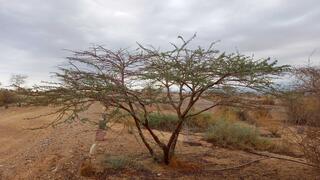 גשם ראשון בחצבה