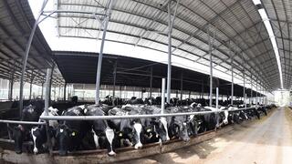 הרפת בקיבוץ אפיקים