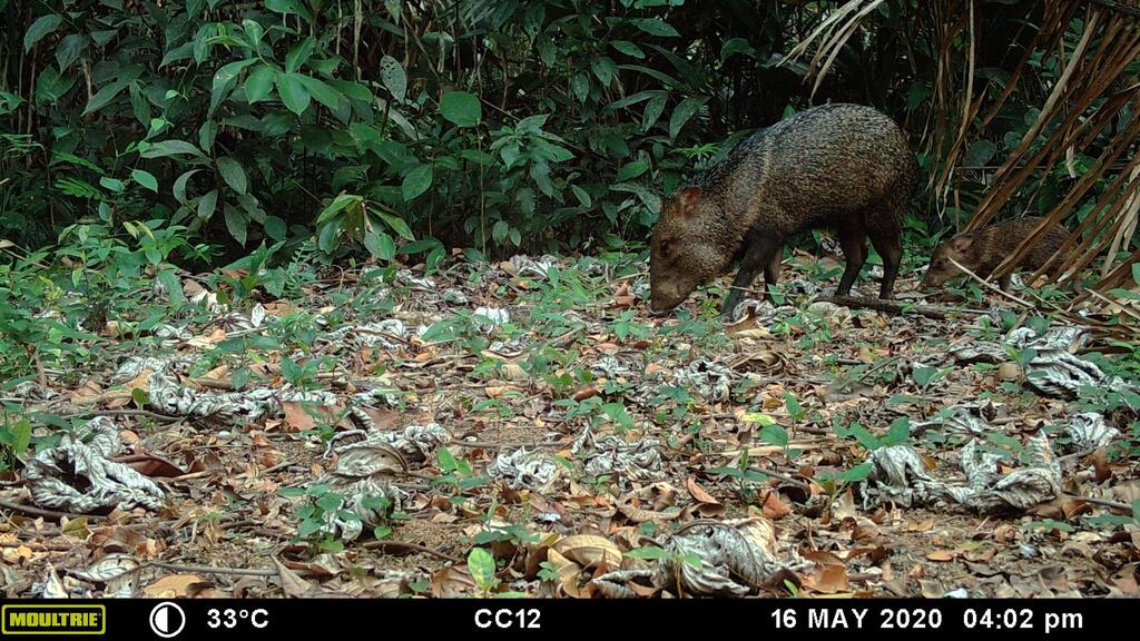 Peccari in a Belize forest (Photo: Ya’axché Conservation Trust) פקארי ביער המאיה בבליז