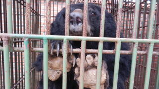 דוב כלוא בחוות דובים בוויטנאם