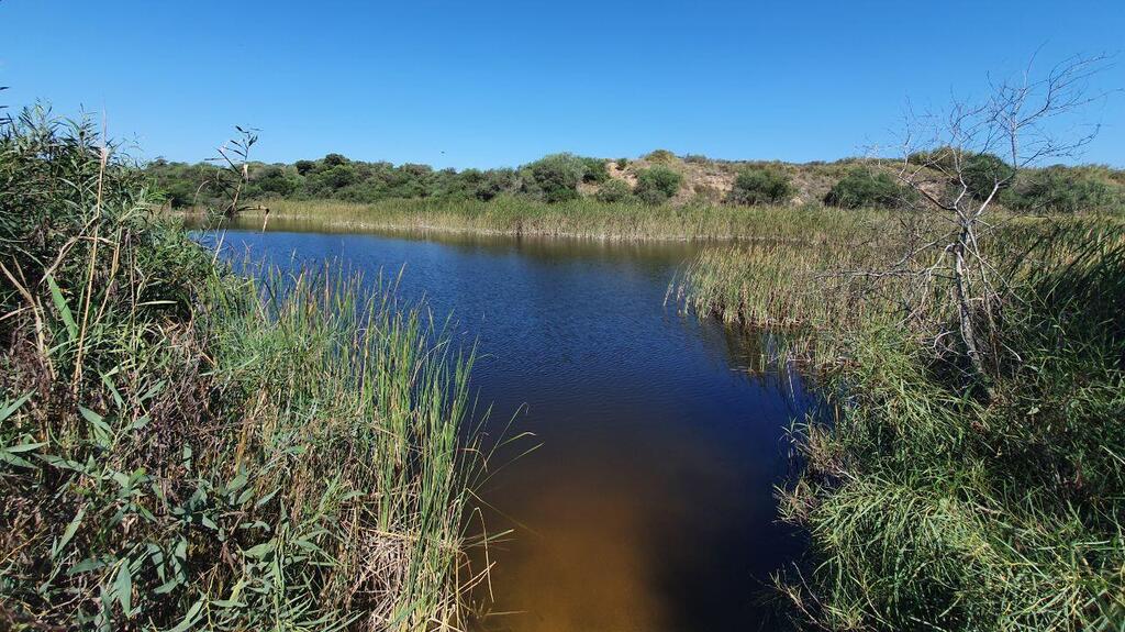 Lake Nitzanim (Photo: ASsaf Kamar) אגם ניצנים