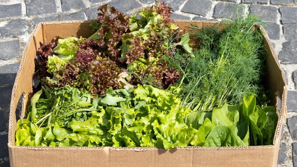 חסה ירקות עליים