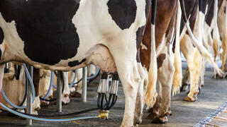 רפת אחת יוצרת סביבת חיים שלמה
