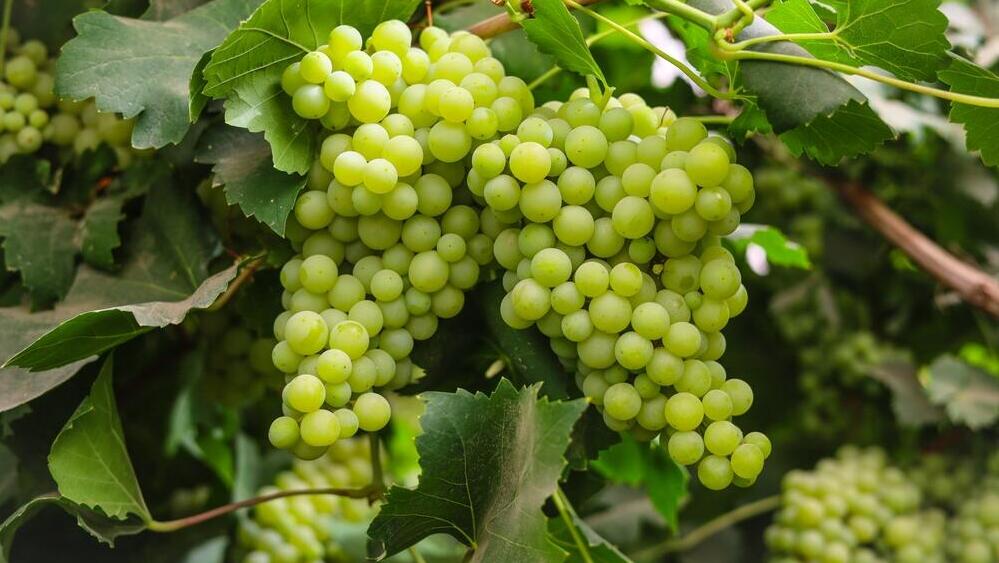 תורמים לבריאות הלב וכלי הדם. ענבים (צילום: Shutterstock) ענבים