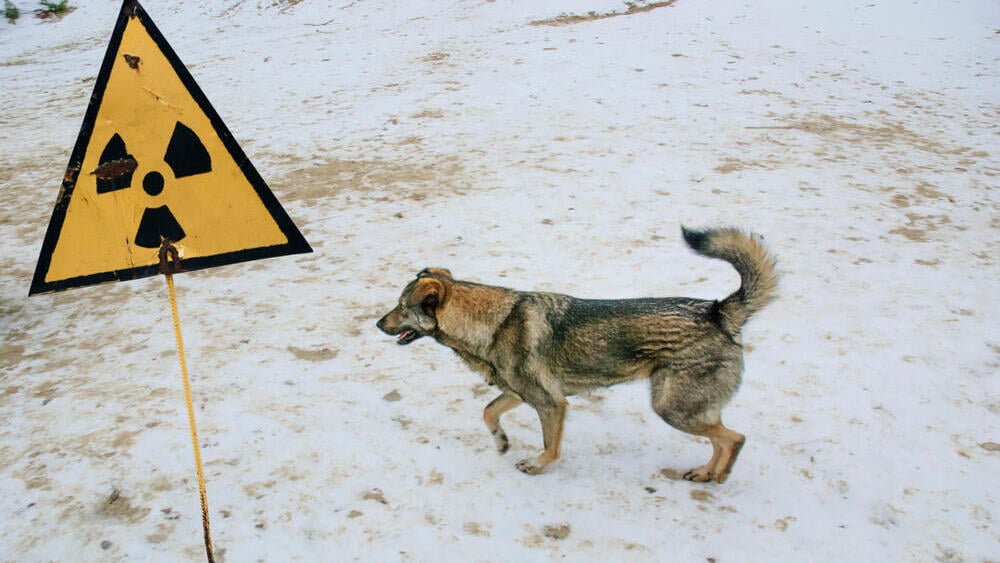 A dog near an abandoned city, close to Chornobyl (Photo: Shutterstock) כלב ליד עיר נטושה, סמוך לצ'רנוביל