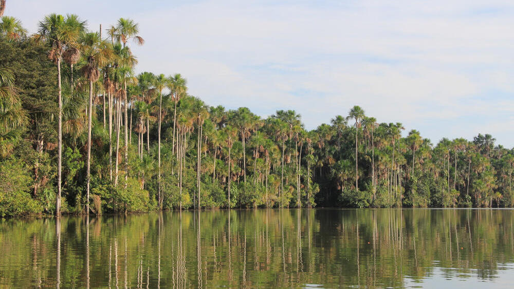 Amazon rainforest (Photo: Shutterstock) האמזונס הפרואני