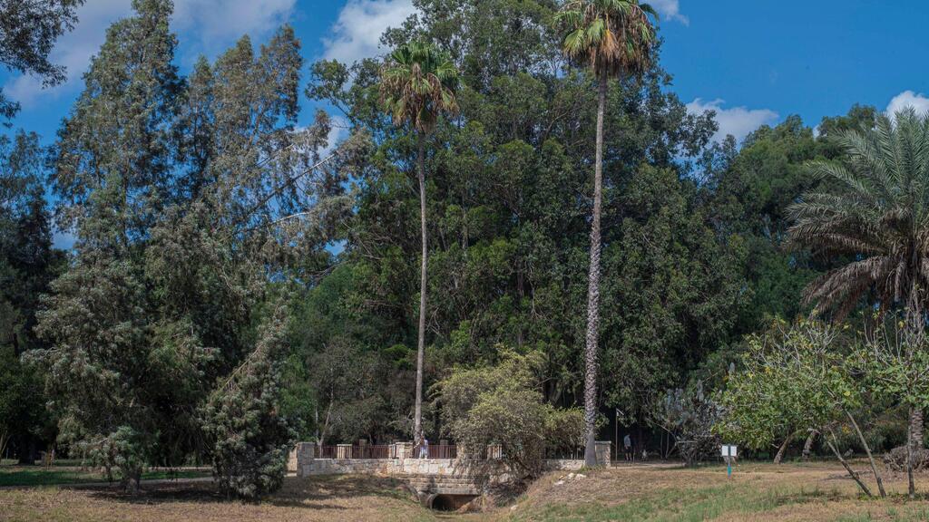 Ilanot Forest (Photo: Yuval Chen) יער אילנות