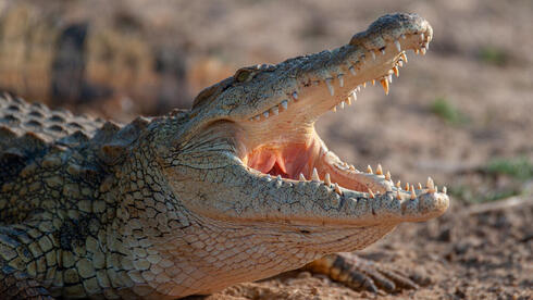 Court snaps shut Ben-Gvir's ‘Alligator Alcatraz' plan for terror prisoners