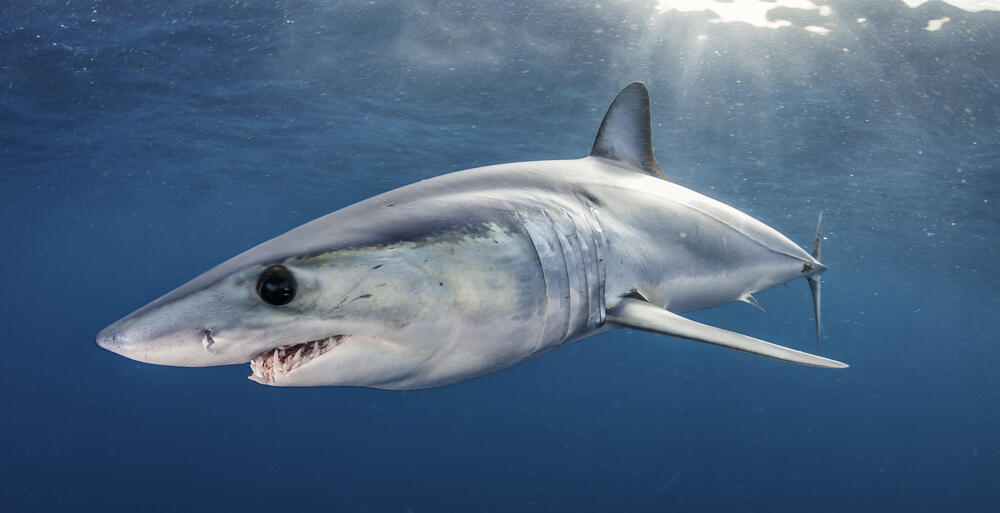 Shortfin mako shark (Photo: Shutterstock) עמלץ כחול