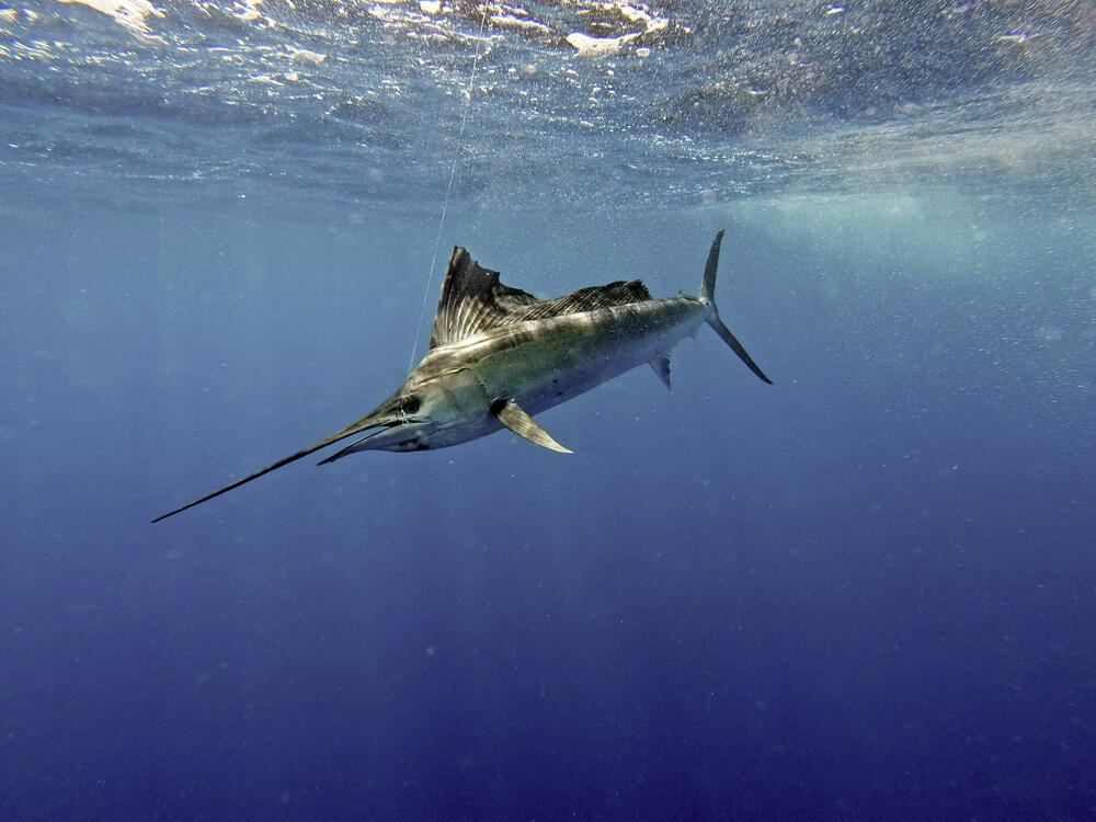 Blue marlin (Photo: Shutterstock) מפרשן