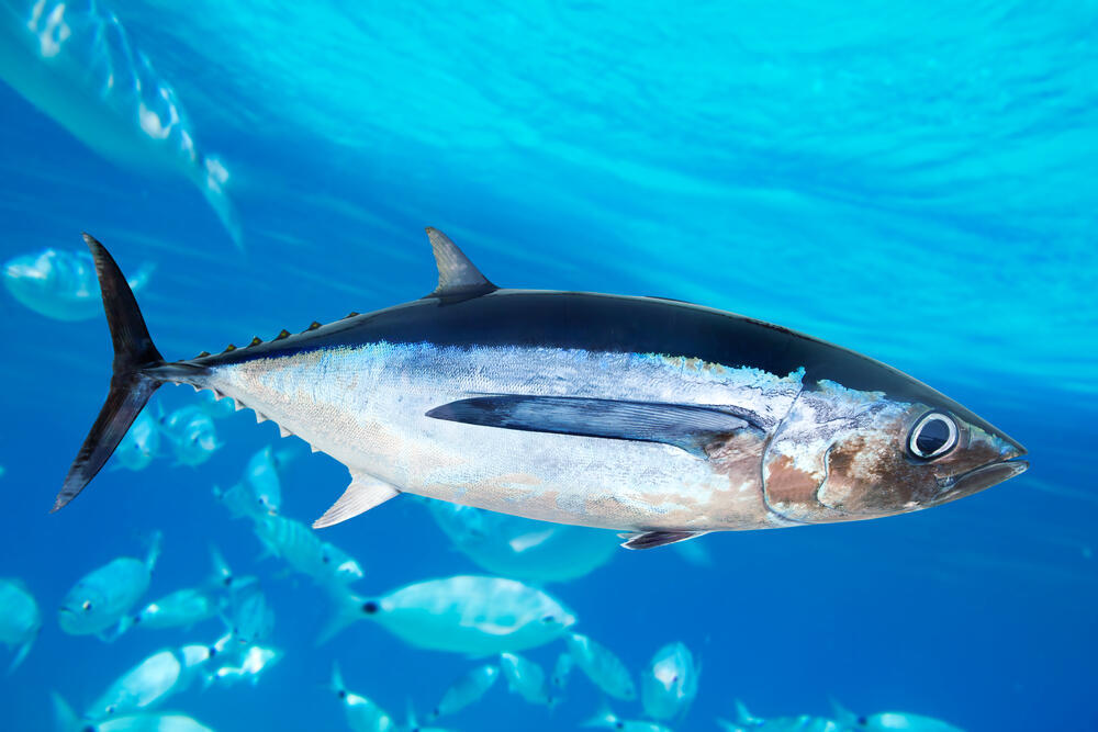Albacore tuna (Photo: Shutterstock) טונה אלבקור