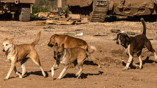 כלבים משוטטים בגבול רצועת עזה חשש מפני התפשטות כלבת