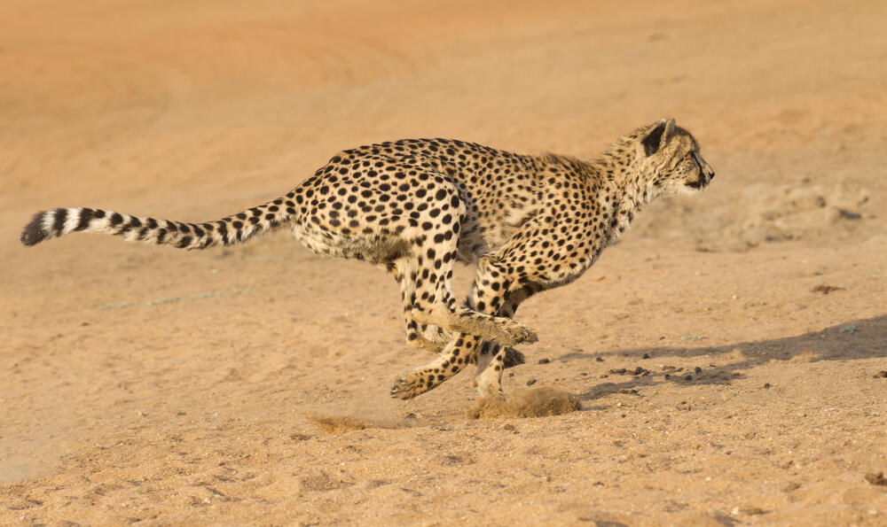 ברדלס רץ (צילום: Shutterstock) ברדלס רץ