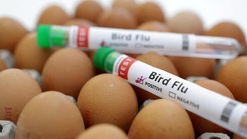 Bird flu detected in northern Israel duck farm