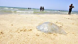 חוף הסלע בבת ים