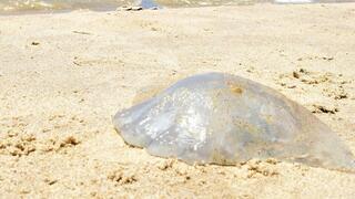 מדוזה בחוף הסלע בבית ים