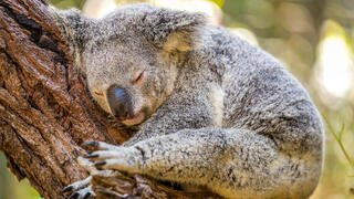 קואלה מחבקת גזע עץ