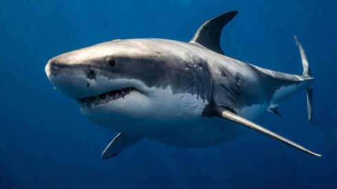 Why are sharks attacking the internet?