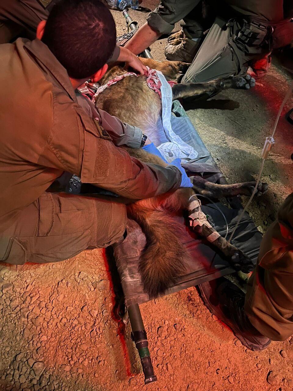 Treating wounded Pumba (Photo: IDF) הטיפול בשטח בכלב פומבה הפצוע