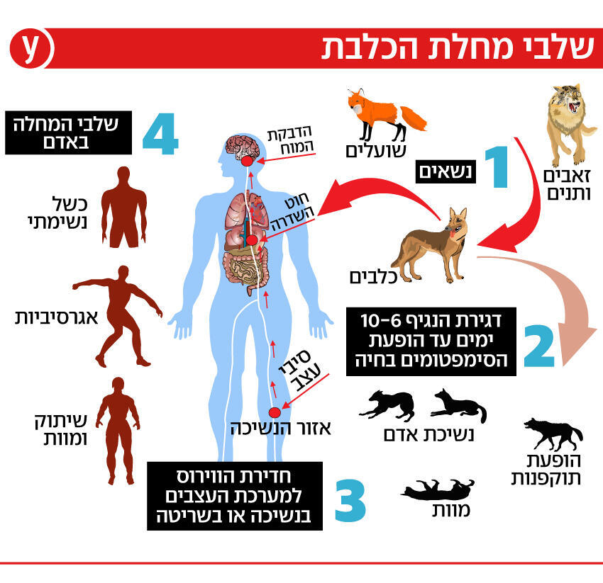 אינפו כלבת אינפו כלבת
