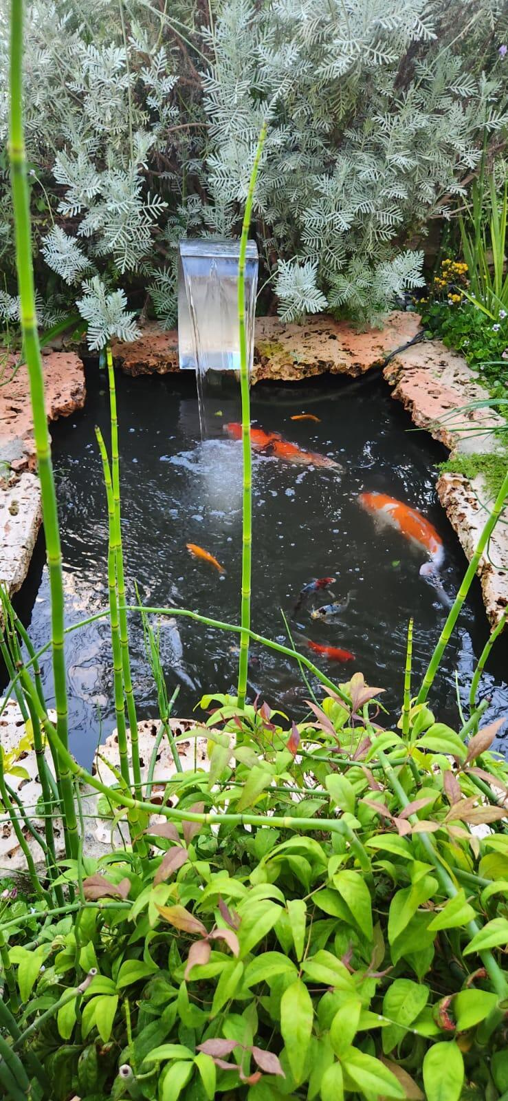בריכת נוי עם מפל ודגים. תכנון: אי האלמוגים (צילום באדיבות אי האלמוגים) בריכת נוי עם מפל בגינה. תכנון ביצוע וצילום אי האלמוגים
