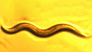  C. elegans