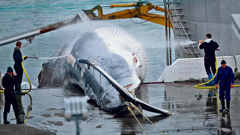 Israeli Spy Firm Ends Iceland Whale Hunting