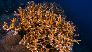 אלמוג ממין Acropora cervicornis