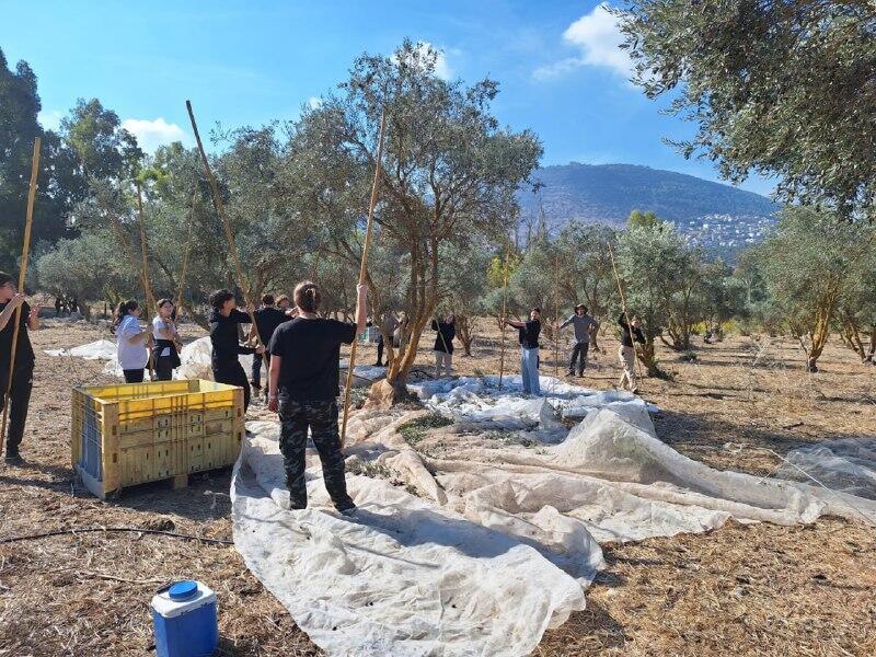 התלמידים מוסקים זיתים (צילום: כפר הנוער כדורי) התלמידים מוסקים זיתים