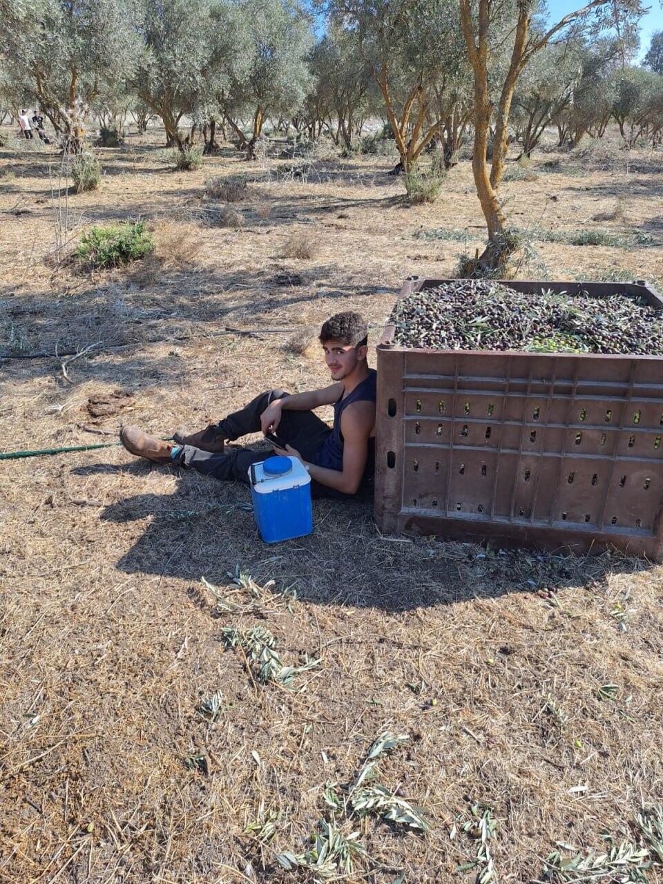 נחים אחרי המסיק (צילום: כפר הנוער כדורי) נחים אחרי המסיק