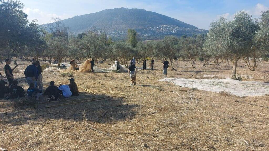 מסיק זיתים מול הר תבור (צילום: כפר הנוער כדורי) מסיק זיתים מול הר תבור