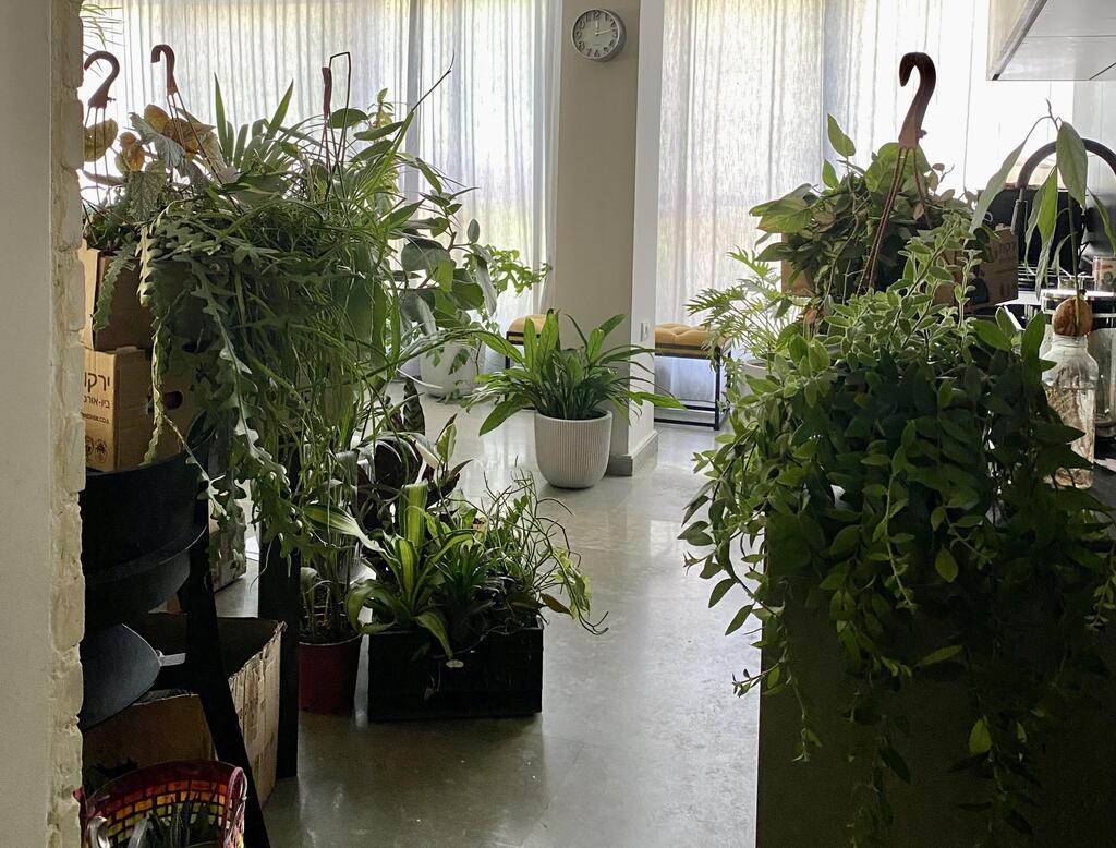 שלב רכישת הצמחים. הבית של רחלי (צילום: רינת טל) הבית של רחלי