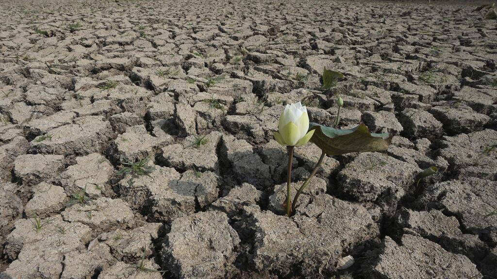 Photo: Heng Sinith, AP פרח לוטוס שצומח מתוך האדמה היבשה בקמבודיה