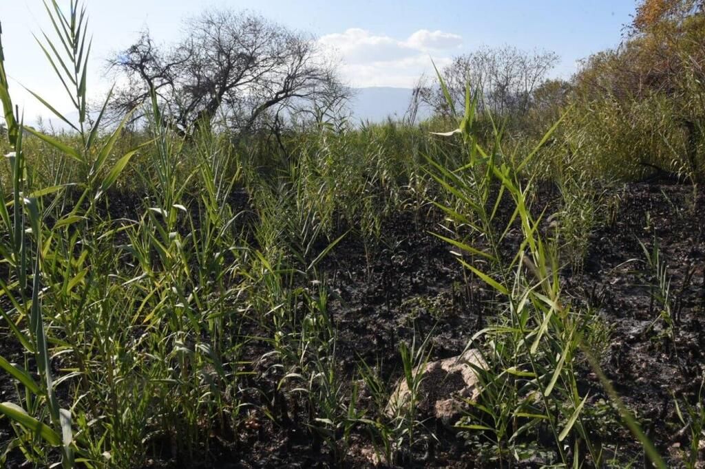 נזקי המלחמה בבניאס