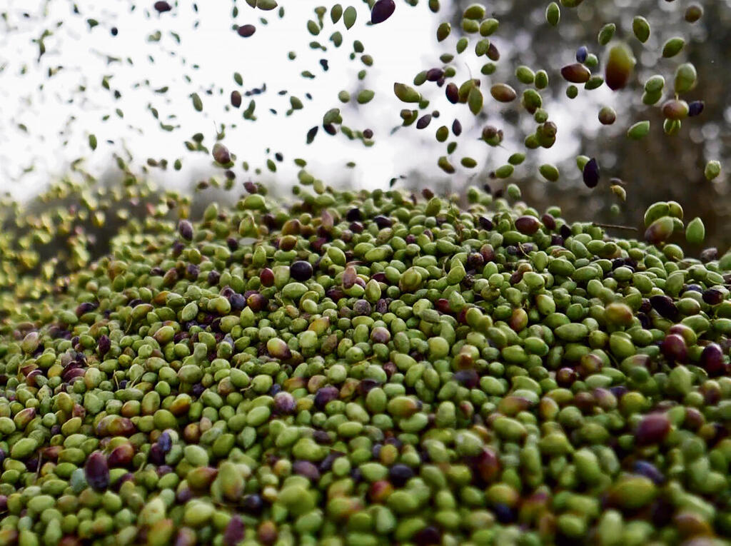 צילום: ירון שרון yk14191699