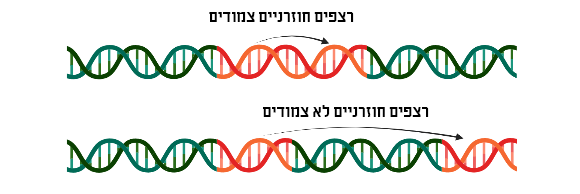 כ-70 אחוזים מהגנום של כריש גרינלנד מורכב מרצפים כאלה. רצפים חוזרים של חומצות גרעין (מקור: Raspberry Neuron, Wikipedia) כ-70 אחוזים מהגנום של כריש גרינלנד מורכב מרצפים כאלה. רצפים חוזרים של חומצות גרעין