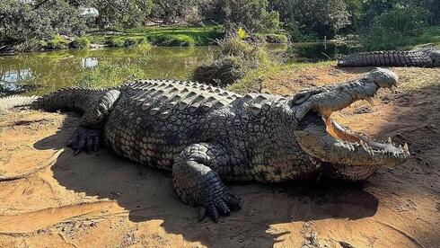 World’s oldest living crocodile celebrates 124th birthday