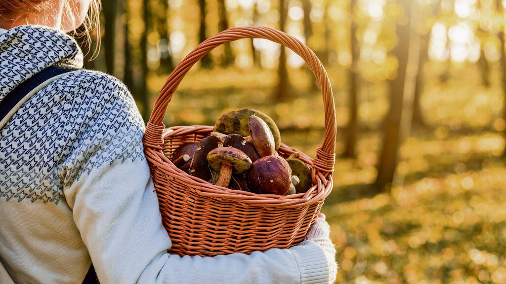 חשוב להבחין בין החלקים השונים של הפטרייה 