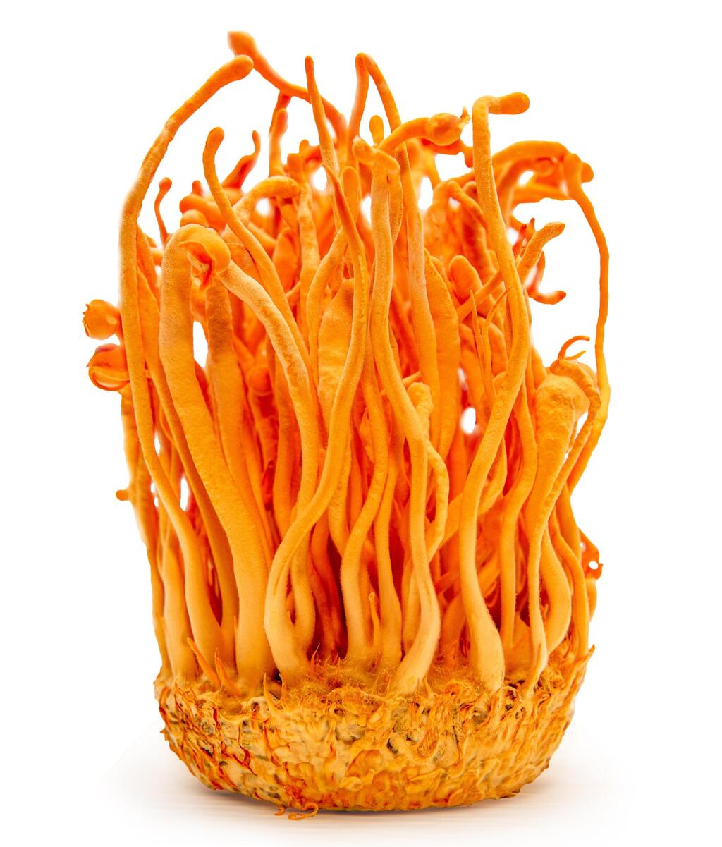 פטריית קורדיספס