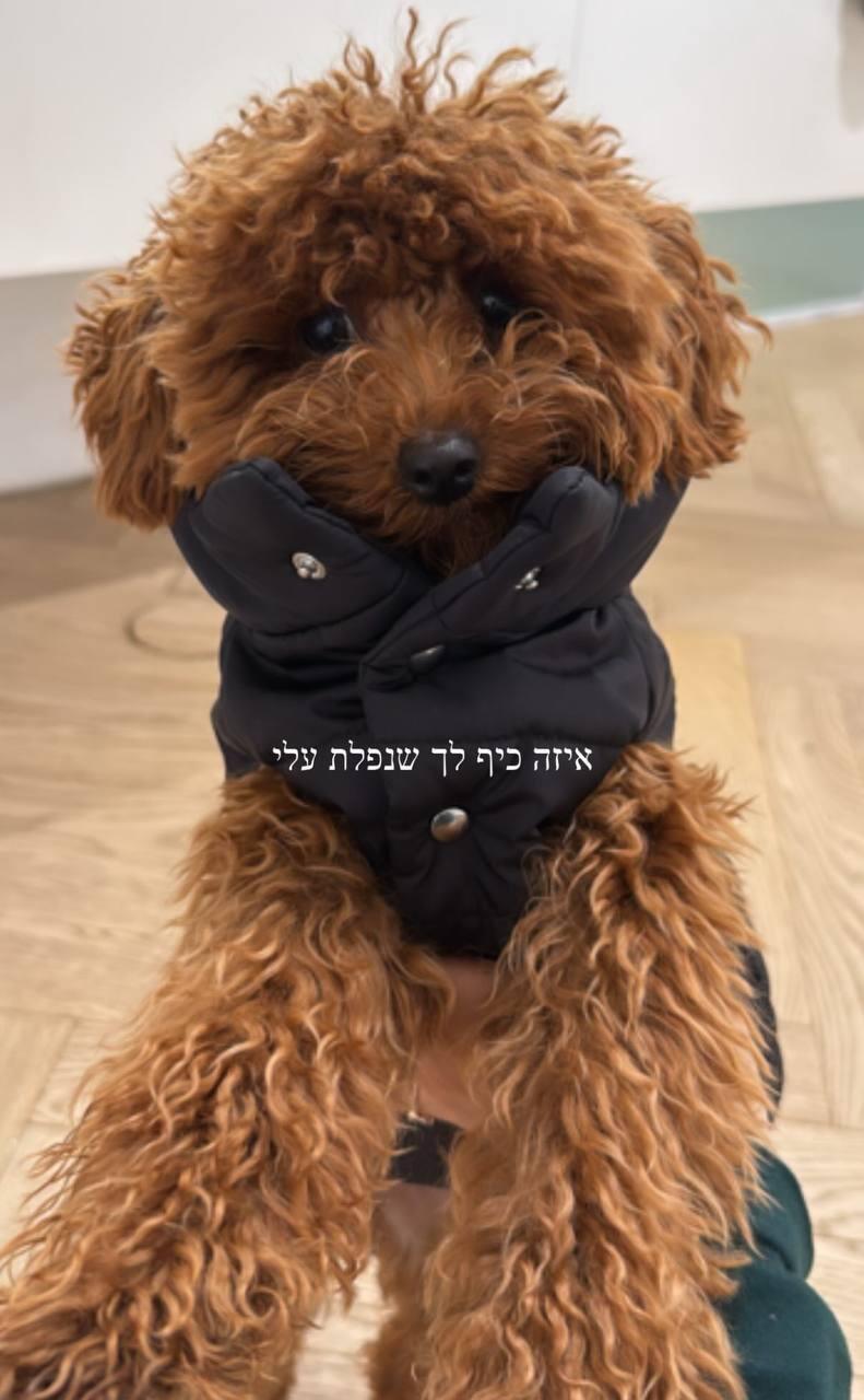 אור לוזון כלבה (צילום מסך) אור לוזון כלבה