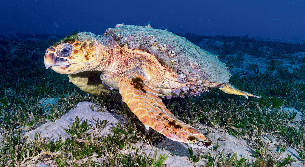 צילום: מירון שגב yk14219261