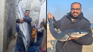 Why eating washed-up dolphins could be a health disaster, expert ...