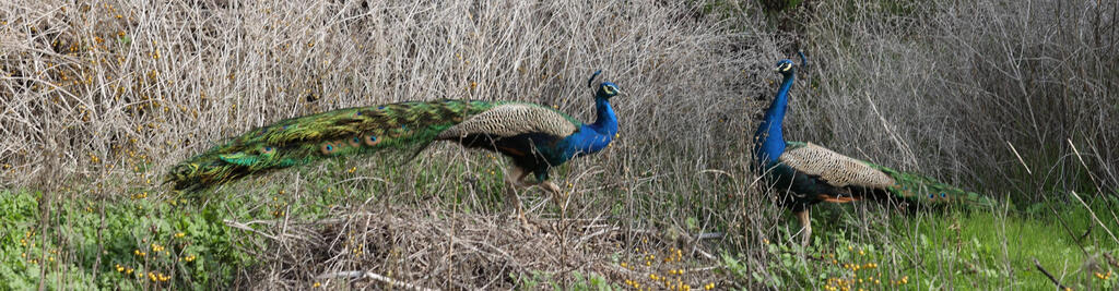 צילום: גדי קבלו