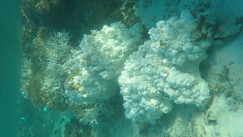 Great Barrier Reef turnning white faster than expected, study finds