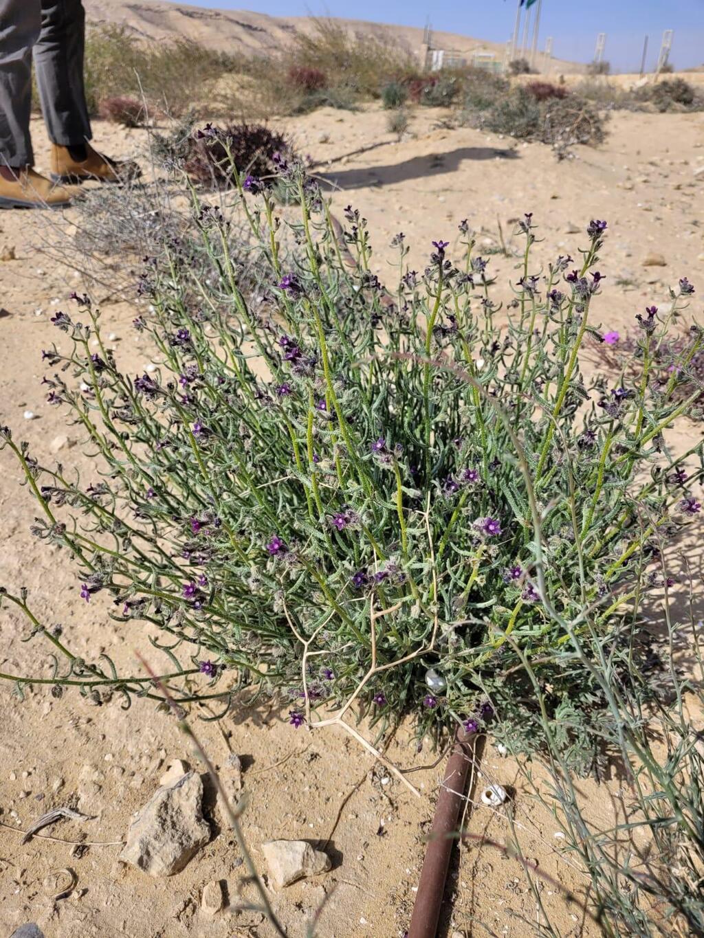 צילום: זהבה סגל, רשות הטבע והגנים לשון-שור נגבית